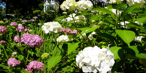 Proper pruning should see your hydrangeas looking like this in summer. Photo / Meg Liptrot