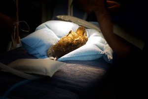 The injured kaka had surgery at Auckland Zoo. Photo / Sarah Ivey