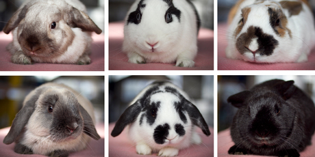Some of the 18 rabbits available for adoption at the Auckland SPCA's Mangere branch, which is almost at capacity. Photo / Natalie Slade
