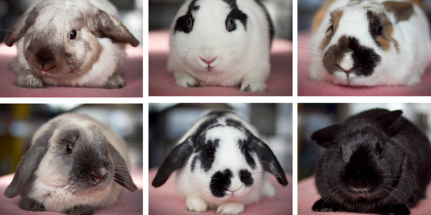 Some of the 18 rabbits available for adoption at the Auckland SPCA's Mangere branch, which is almost at capacity. Photo / Natalie Slade