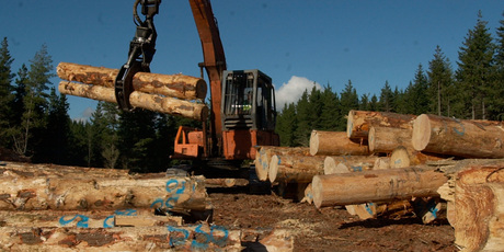The carbon unit price is so low forest owners have little incentive to sell units or plant trees. Photo / APN