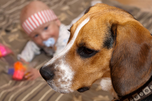 A guard dog against intruders outside of the home as well as those trying to niggle their way into a baby's body. Photo / Thinkstock