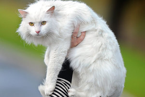 A film festival for cat videos has been announced. Photo / File photo
