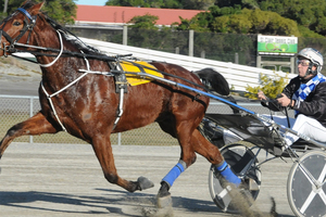 Irish Whisper should be too strong at Alexandra Park tonight.Picture / ODT