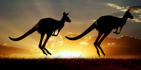 Kangaroos. Photo / Thinkstock