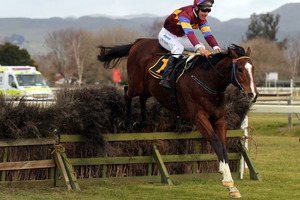 Volkswagin looks a leading chance in the $50,000 Wellington Steeplechase tomorrow.Picture / APN