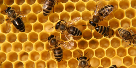 A Te Puke beekeeper pleaded guilty to six charges to theft. Photo / Thinkstock