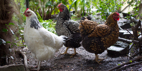 Olive, Mummy and Kourtney survived the traumatic attack. Photo / Sarah Ivey
