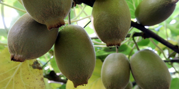 Zespri was fined $457,000 by the Korean Fair Trade Commission for anti-competitive behaviour. Photo / Paul Taylor