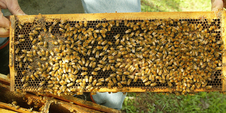 Ministry of Agriculture and Forestry has estimated the Varroa mite will cost the New Zealand economy between $400 and $900 million over 35 years. Photo / Northern Advocate