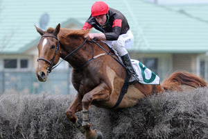 Shaun Phelan makes the most of his pickup ride on Tom's Myth in the Wellington Steeplechase on Saturday. Photo / SNPA