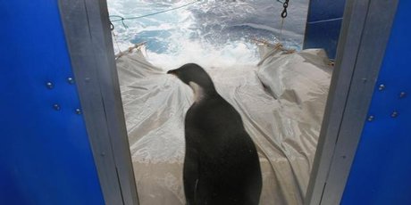 Emperor penguin Happy Feet about to be released from the NIWA ship Tangaroa. The Hawke's Bay company that made the tracking device used to keep tabs on the penguin has just been sold to a Canadian company.  Photo / NIWA 