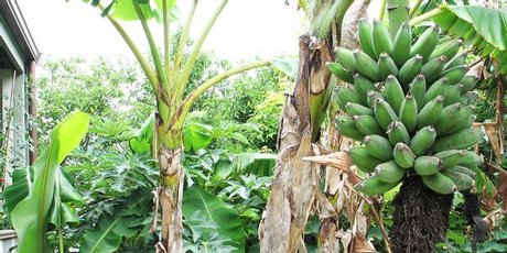 Banana plants are perfect for making an area look lush - and they produce fruit. Photo / Meg Liptrot
