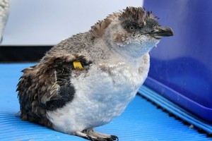 The moulting penguins have no waterproofing and so wait in their burrows until the moult is over. Photo / Maritime NZ
