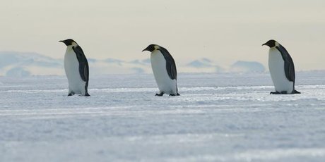 One hundred years on from Captain Robert Scott's ill-fated journey to the South Pole, there are a number of polar exploration options open to modern-day adventurers. Photo / Mark Mitchell