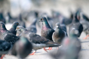 Photo / Thinkstock