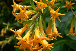 Cestrum Aurantiacum, or Orange Cestrum, is one of 13 plants banned in New Zealand after being listed as invasive species. Photo / Supplied