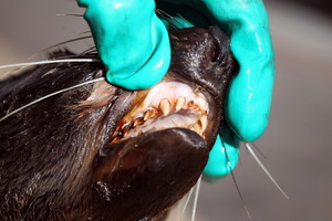 DoC officer Tom Barr shows the savage set of teeth on the seal which died. Photo / Paul Taylor