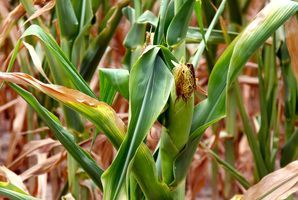 More than a third of United States counties - 1366 out of 3033 - have been designated official disaster areas as crops wilt in the searing temperatures. Picture / AP