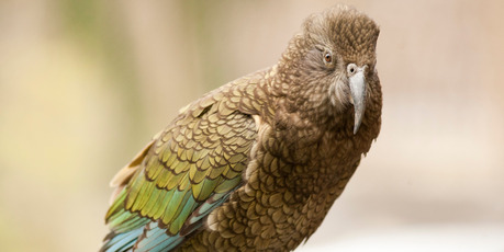 A 12-year-old may be charged by killing a rare kea during a school trip. Photo / File