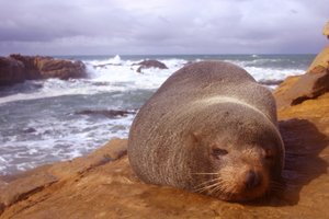 The New Zealand fur seals are protected species