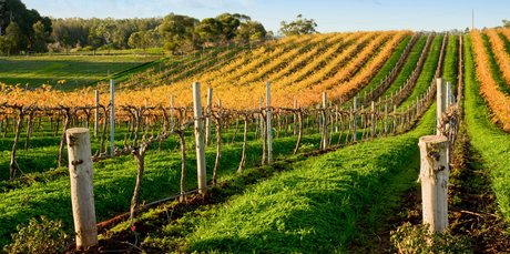 Australia's Barossa Valley is well-known for its wine, but, how does it size up with the greats of New Zealand? Photo / Thinkstock