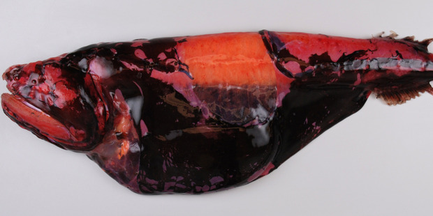 The flabby whalefish was one species pulled up from the deep off the coast of New Zealand. Photo / NIWA