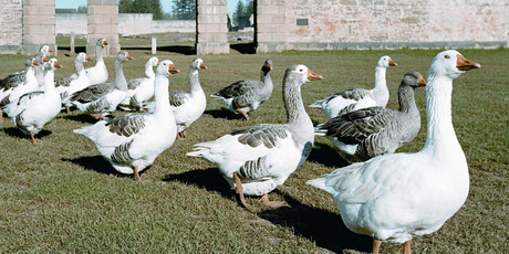 Geese wander the historical Kingston ruins on Norfolk Island. Photo / Supplied