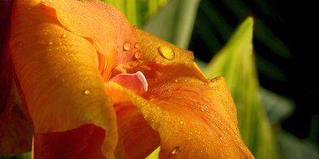 Canna lilies do well in wet conditions. Photo / Thinkstock