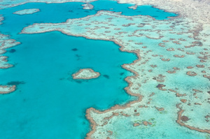 Fish from Great Barrier Reef have had analysis done on dark legions of their skin and characteristics of melanoma have been found. Photo / Thinkstock