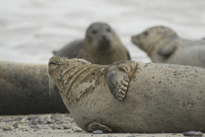 A new bird flu strain has killed 162 seals along US coastlines. Photo / Thinkstock
