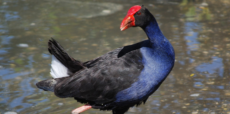‘Pukeko may be hard to spell but fun to say and nice to hear. It’s much more interesting than ‘purple swamp hen’.’ - Dr Rick Starr. Photo / Thinkstock