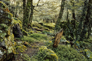 An image of Tawhai - silver beech (Nothofagus menzeisii) from 'New Zealand's Native Trees', winner of this year's NZ Post Book of the Year honour. Photo / Rob Lucas, published by Craig Potton Publishing