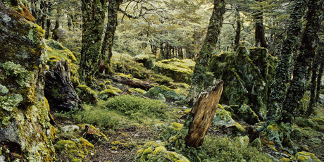 An image of Tawhai - silver beech (Nothofagus menzeisii) from 'New Zealand's Native Trees', winner of this year's NZ Post Book of the Year honour. Photo / Rob Lucas, published by Craig Potton Publishing