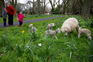 Spring has come early for Cornwall Park. Photo / Greg Bowker
