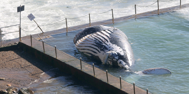 A dead humpback whale, measuring about 12 meters (39 feet) long, lies in a rock pool at Newport on the northern beaches in Sydney, Australia. Photo / AP
