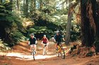 The Whakarewarewa Forest has trails for everyone from beginners to experienced mountain bikers. Photo / Supplied