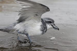 Broad-billed prions such as this one are being found starved to death in the Bay of Plenty and East Coast. Photo / Mark Mitchell