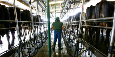 Westland Milk Products, New Zealand's second biggest dairy co-op says it is cutting its payout forecast. Photo / Amos Chapple