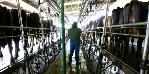 Westland Milk Products, New Zealand's second biggest dairy co-op says it is cutting its payout forecast. Photo / Amos Chapple