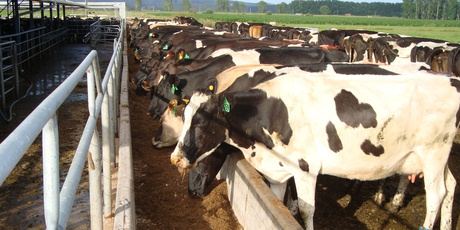 Landcorp has boosted its operating earnings on strong production and livestock product prices. Photo / Supplied