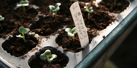Raising your small plants in the warmth of a cloche or windowsill gives them a head start. Photo / Supplied