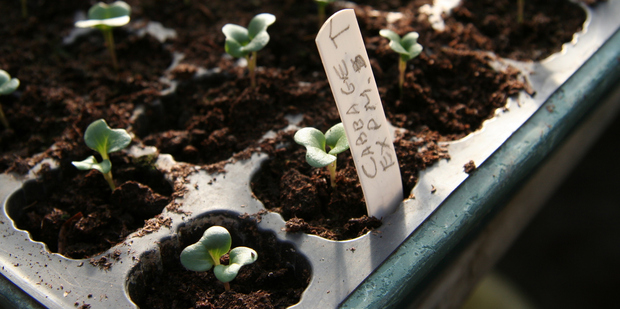 Raising your small plants in the warmth of a cloche or windowsill gives them a head start. Photo / Supplied