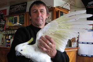 Barney the cockatoo. Photo / Sri Krishnamurthi