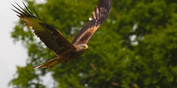 The return of the red kite from near extinction in Wales has been one of the great wildlife comeback stories of the past four decades. Photo / Thinkstock