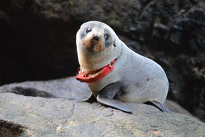 The seal spotted on Otago Peninsula with the "homemade looking G-string" around its neck. Photo / David Johnson