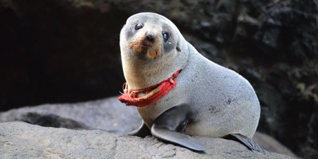 The seal spotted on Otago Peninsula with a G-string around its neck. Photo / David Johnson