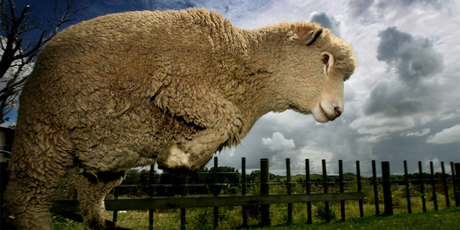Sheep numbers jumped in the year ended June 2012, following a 4.4 per cent decline in the previous year. Photo / NZH
