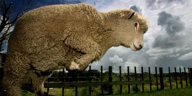 Sheep numbers jumped in the year ended June 2012, following a 4.4 per cent decline in the previous year. Photo / NZH