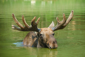 Photo / Thinkstock
